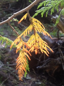 Fall Foliage in Oregon