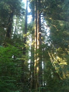 Pacific Northwest Forrest